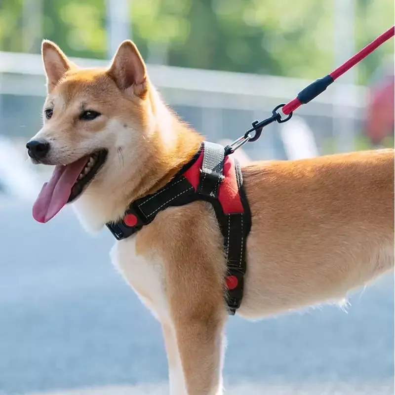 Pet Walking Harness: Adjustable Comfort