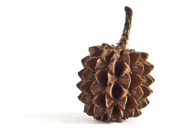 Warm Pinecone Chain